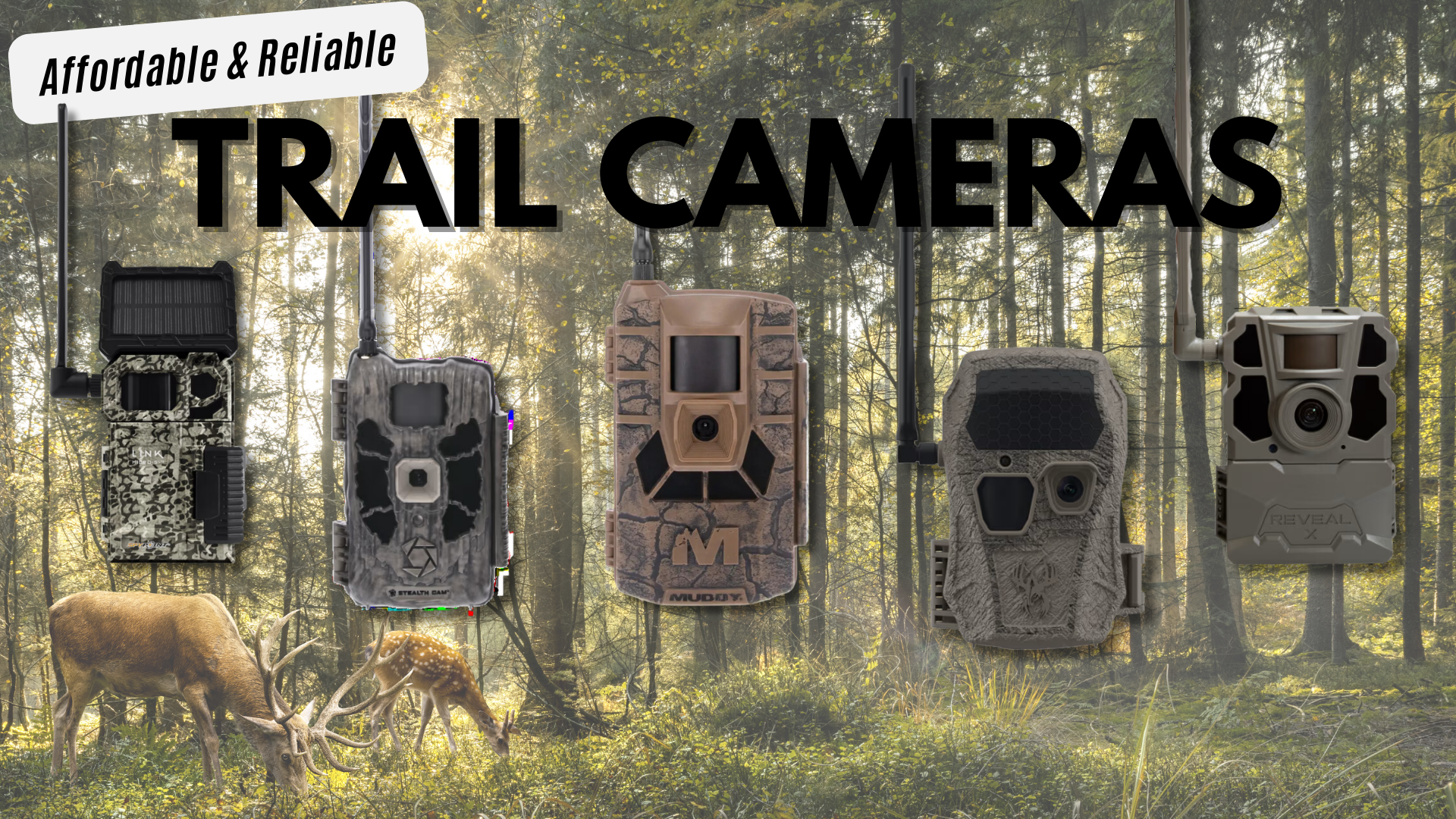 Affordable and reliable: Top trail cameras for nature enthusiasts - Vimarsana News